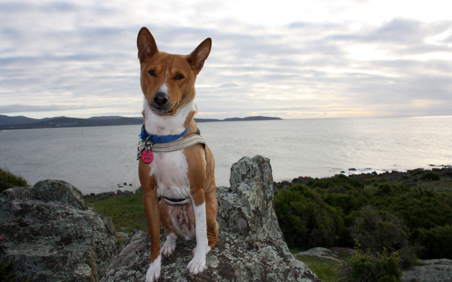 Красивая собака породы басенджи позирует на скале