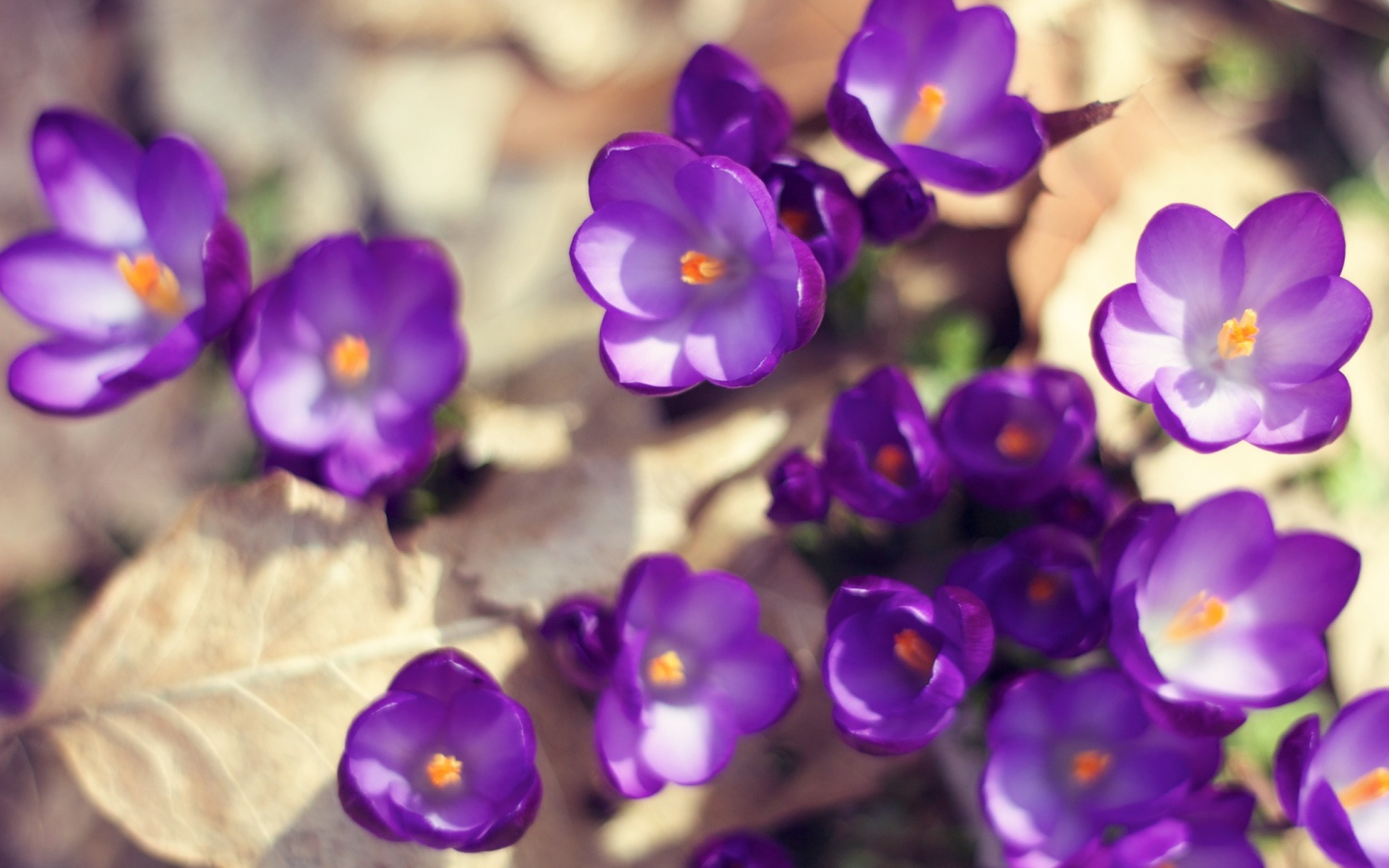 Цветут Фиолетовые крокусы