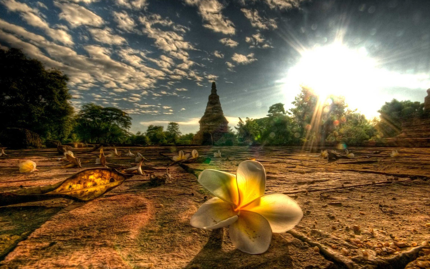 Цветы Тайланда
