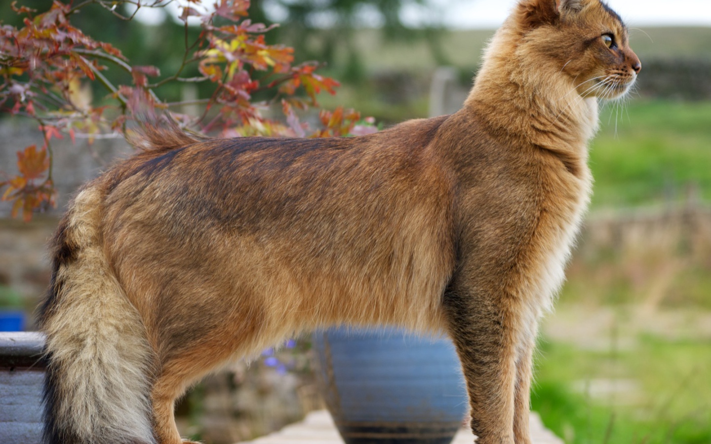 Благородная сомалийская кошка