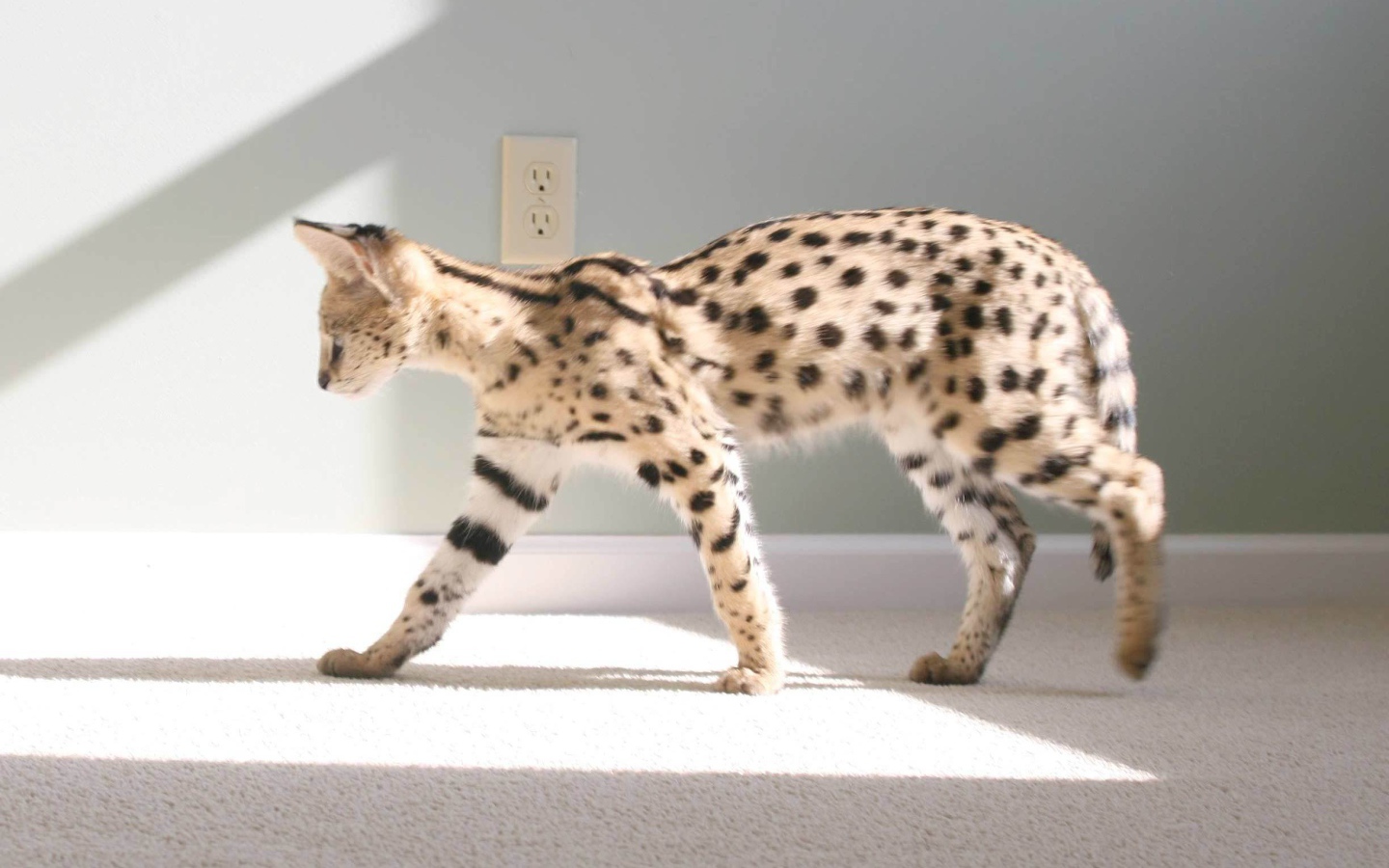 Кот саванна гуляет по квартире