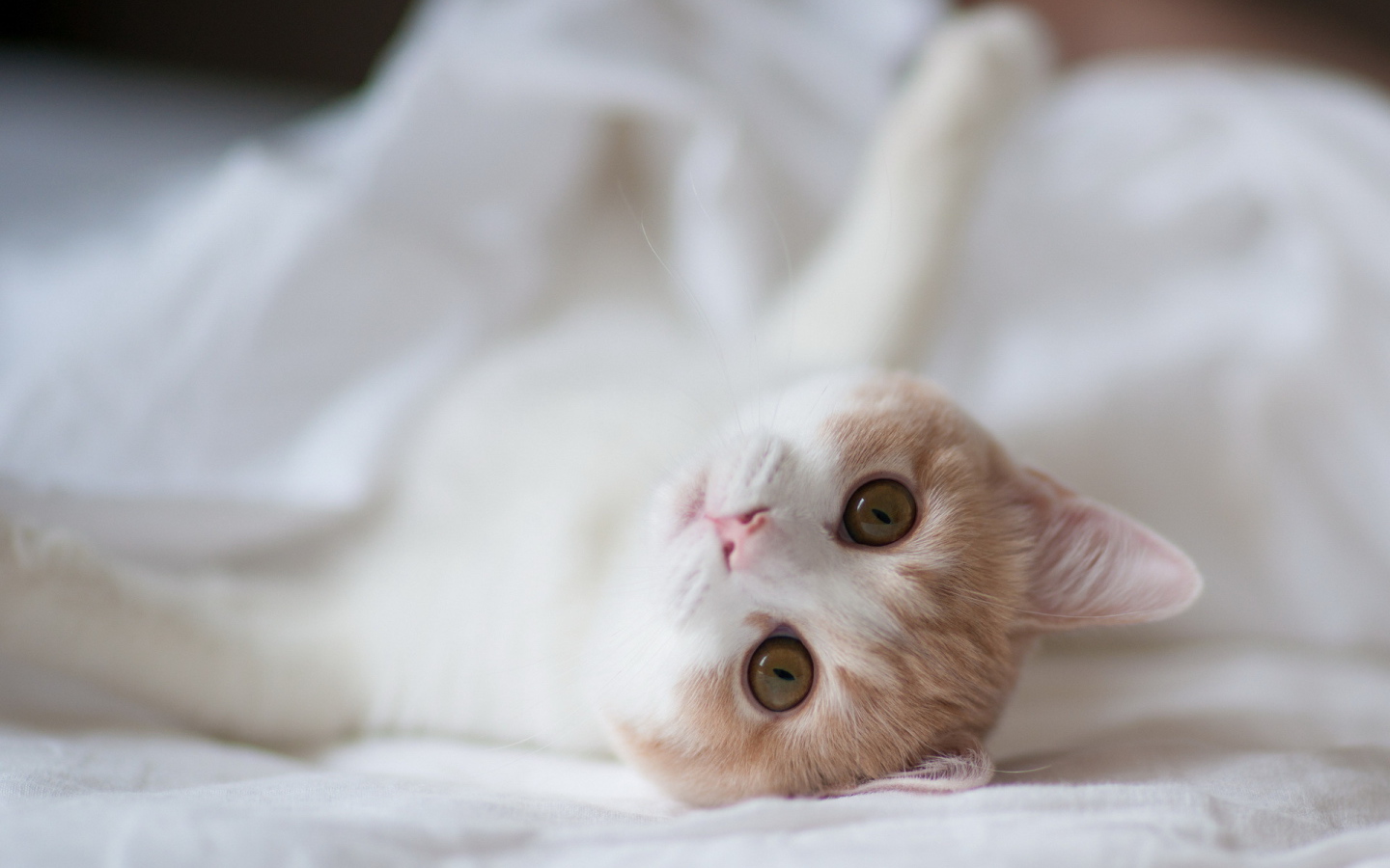 Котенок на белой постели
