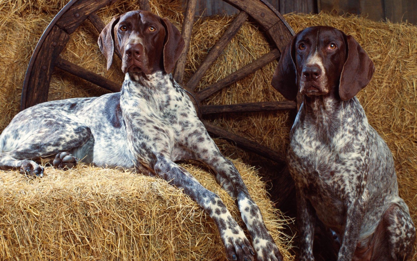 Собаки на сене