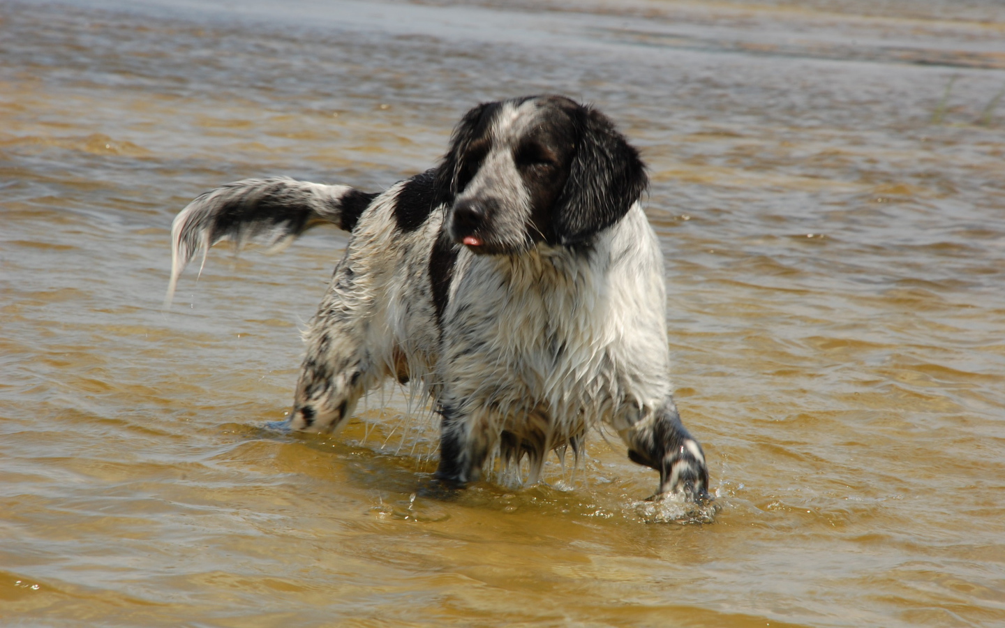 Spaniel playing in the water