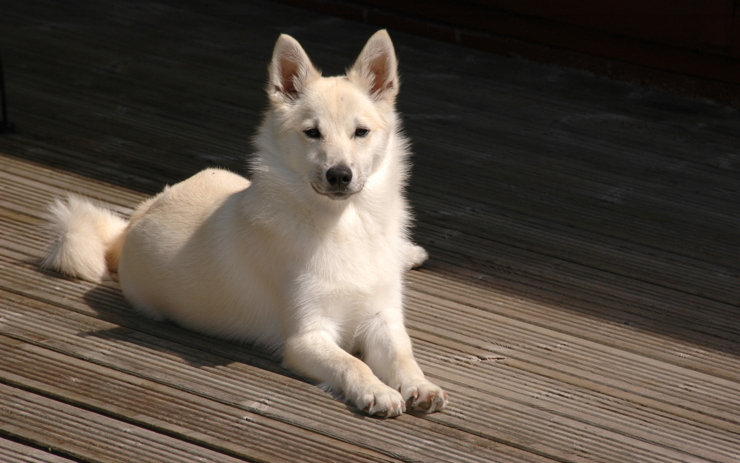 Белый окрас собаки норвежский лундехунд