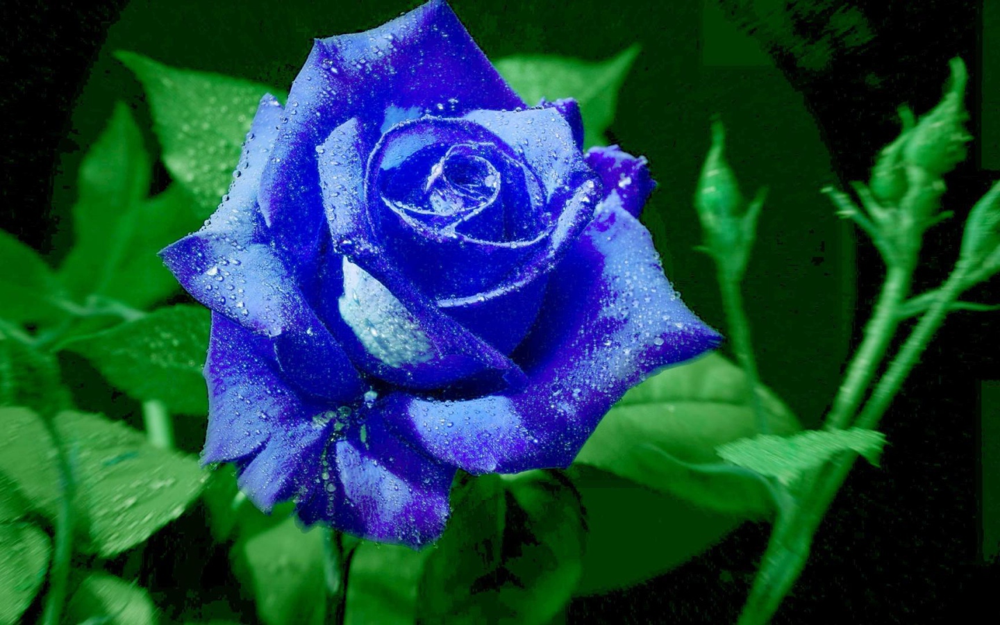 Яркая синяя роза