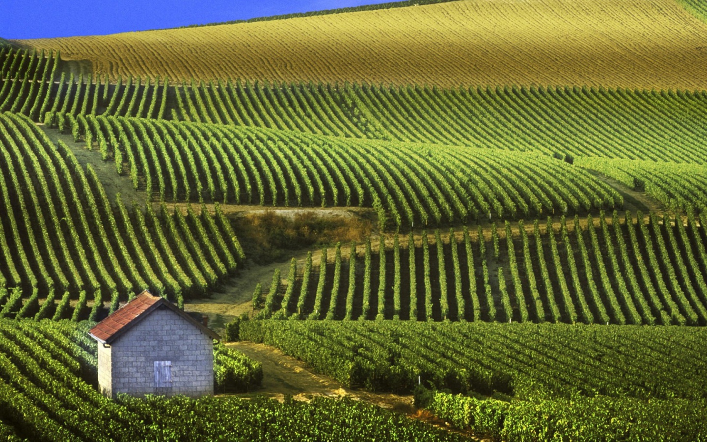 Бескрайние виноградники в провинции Шампань, Франция