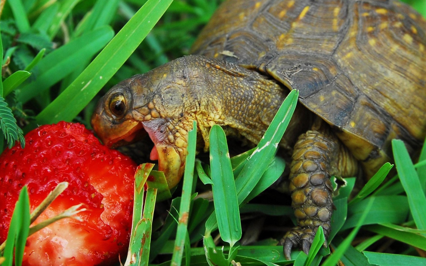 Черепаха ест клубнику