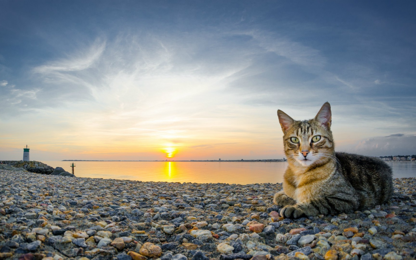 Кот на гальке на пляже