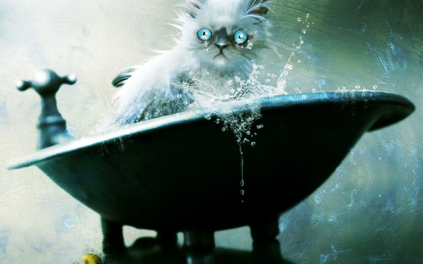 Голубоглазый кот не рад купанию
