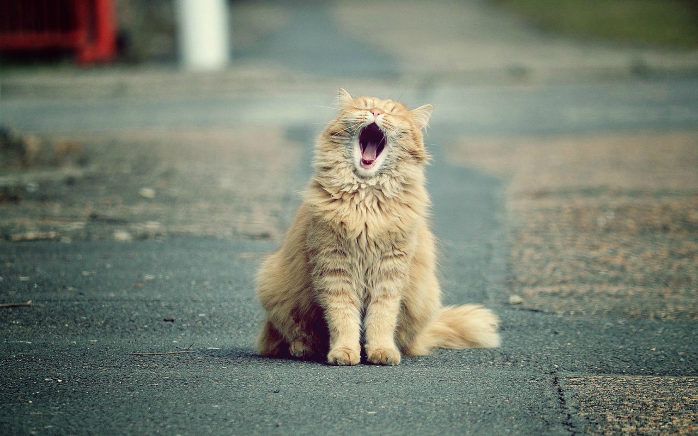 Зевающий рыжий кот на дороге