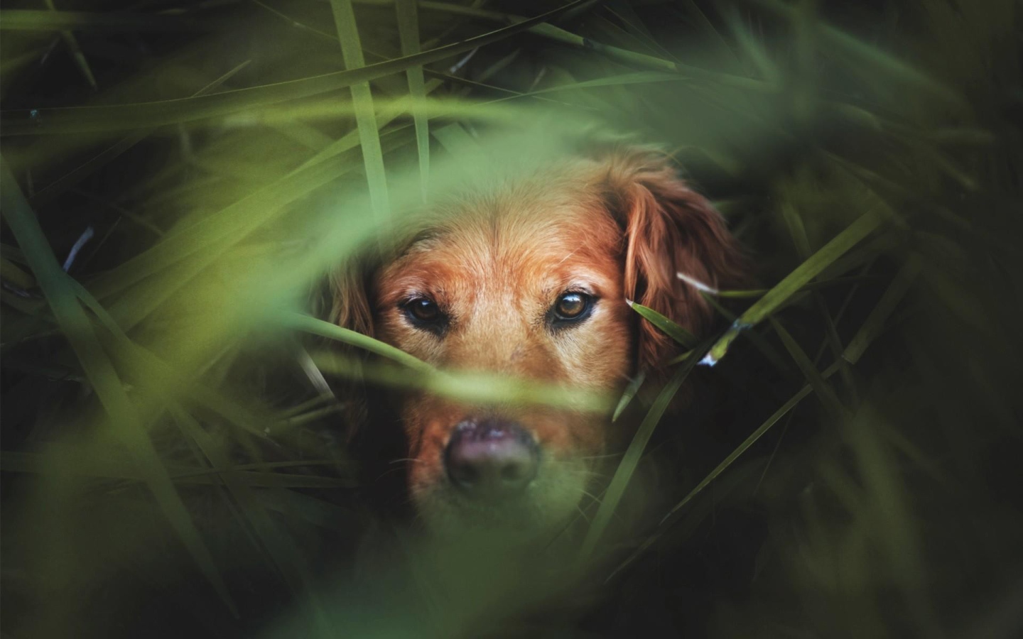 Коричневый пес в густой зеленой траве