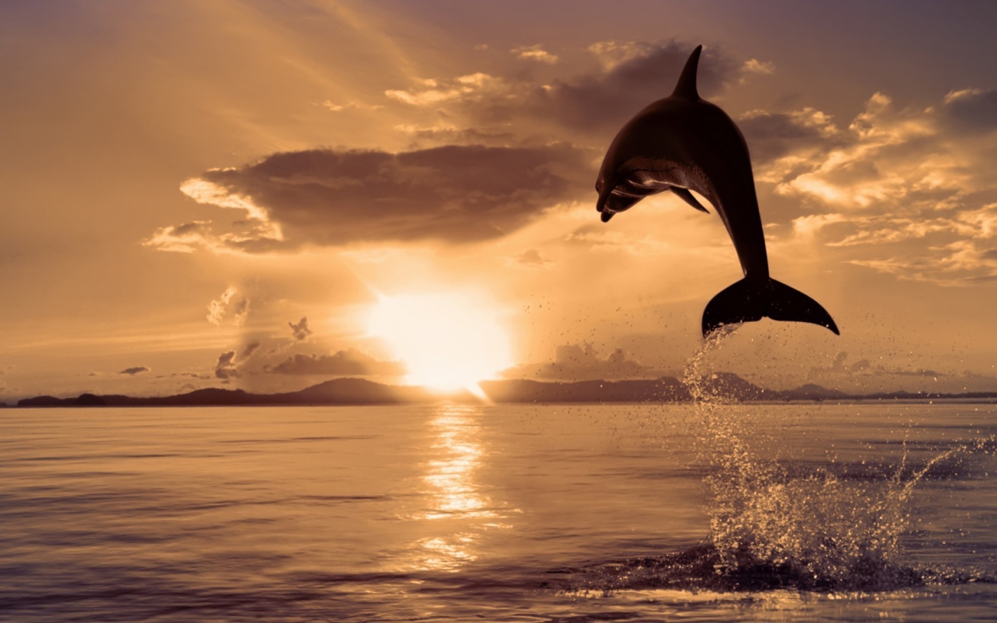 Дельфин высоко выпрыгнул из воды