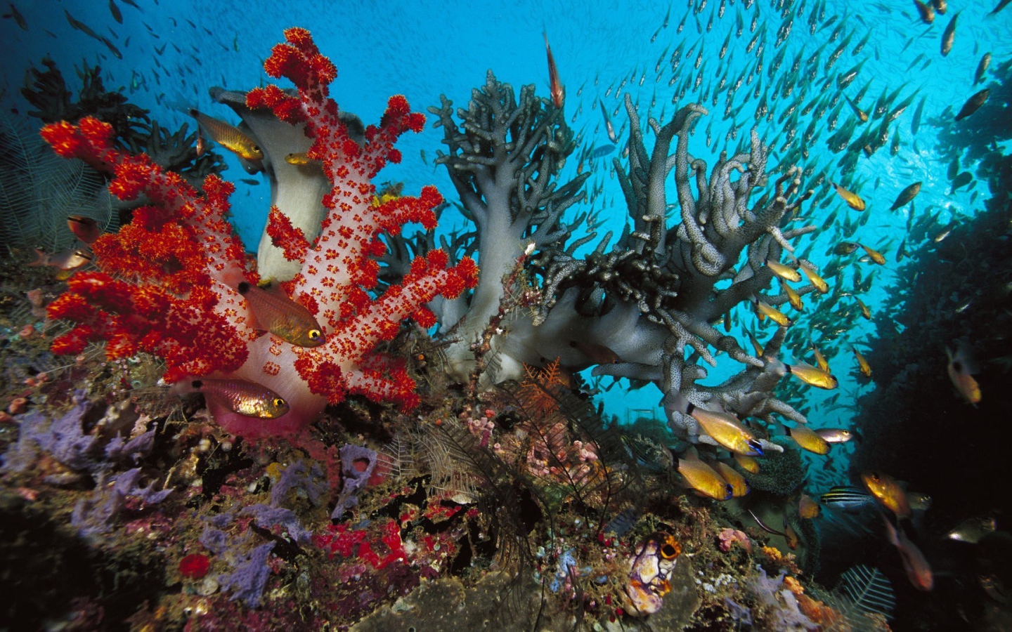 Золотые рыбки среди коралловых полипов