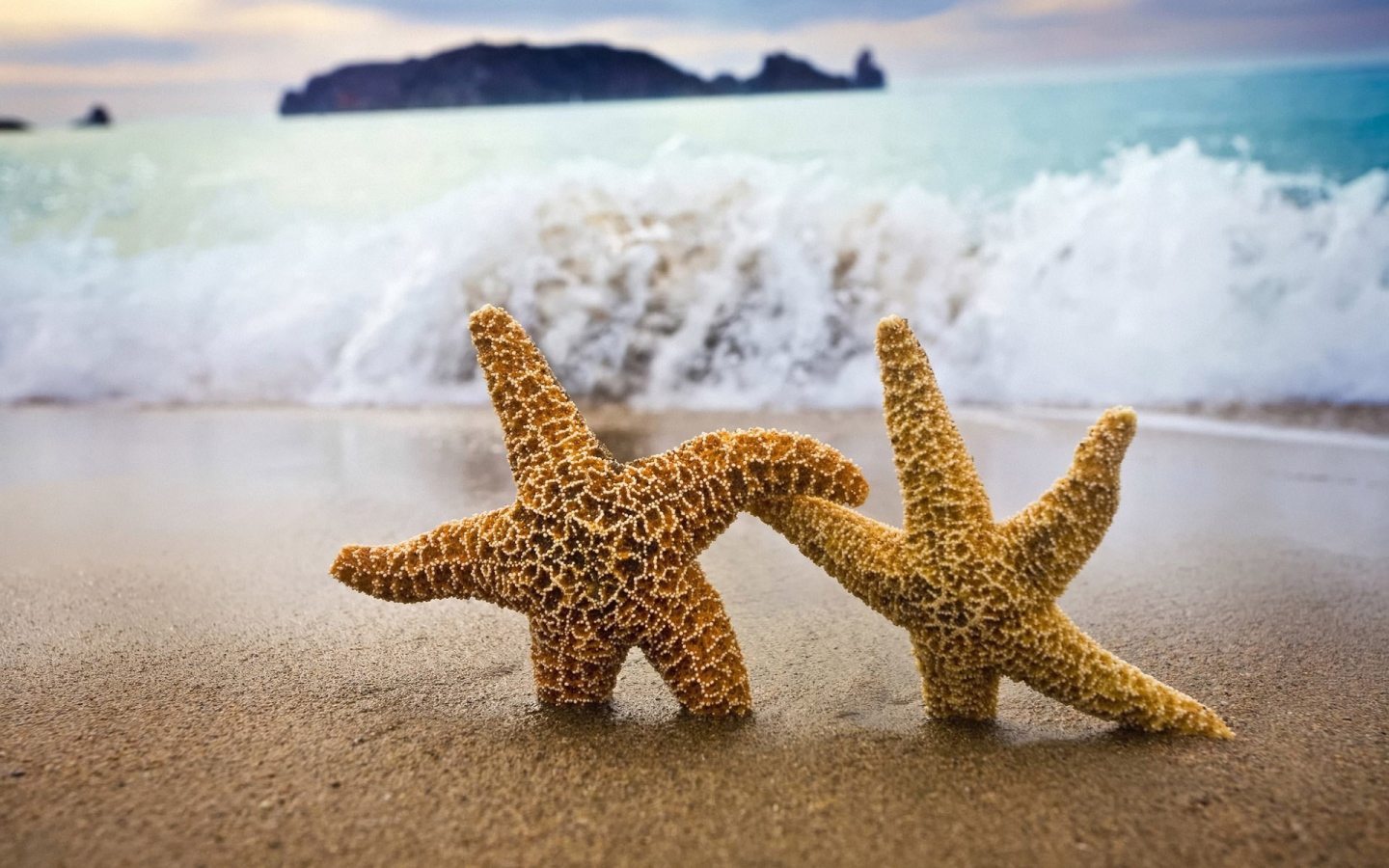 Две морские звезды в песке пляжа