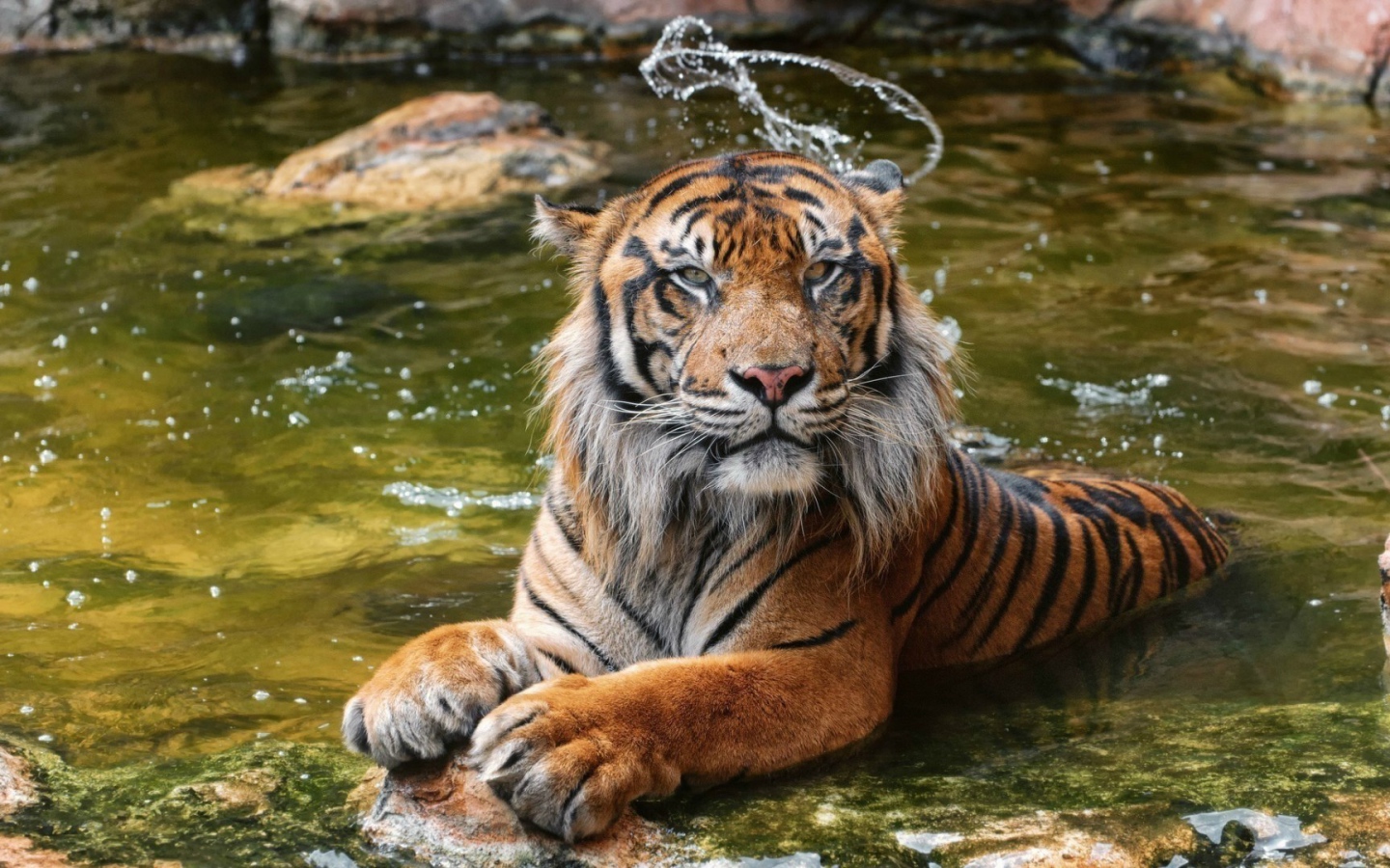 Суматранский тигр в воде