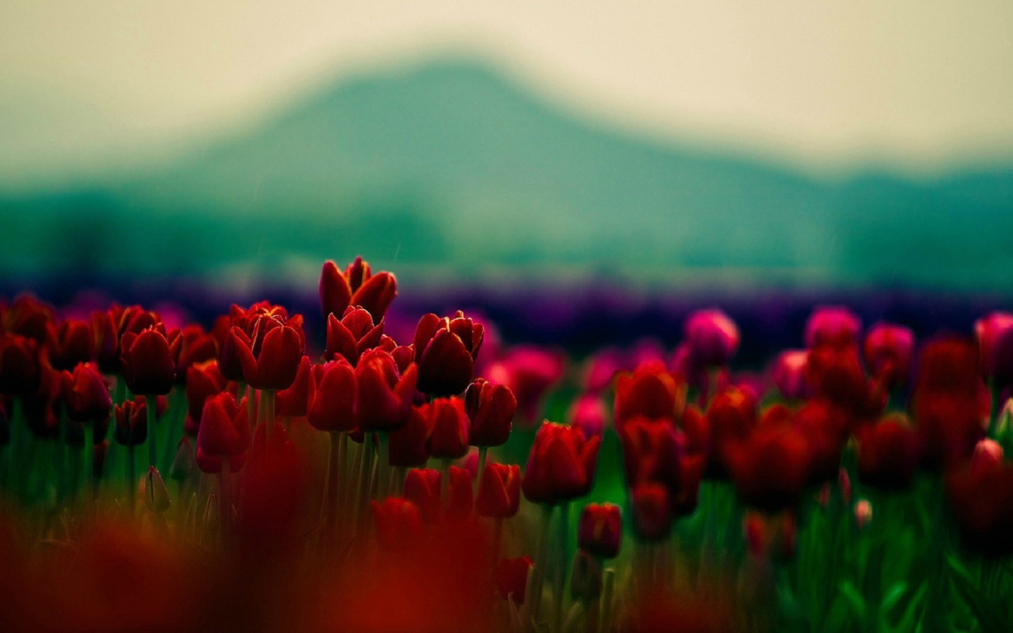 Красные тюльпаны на фоне горы