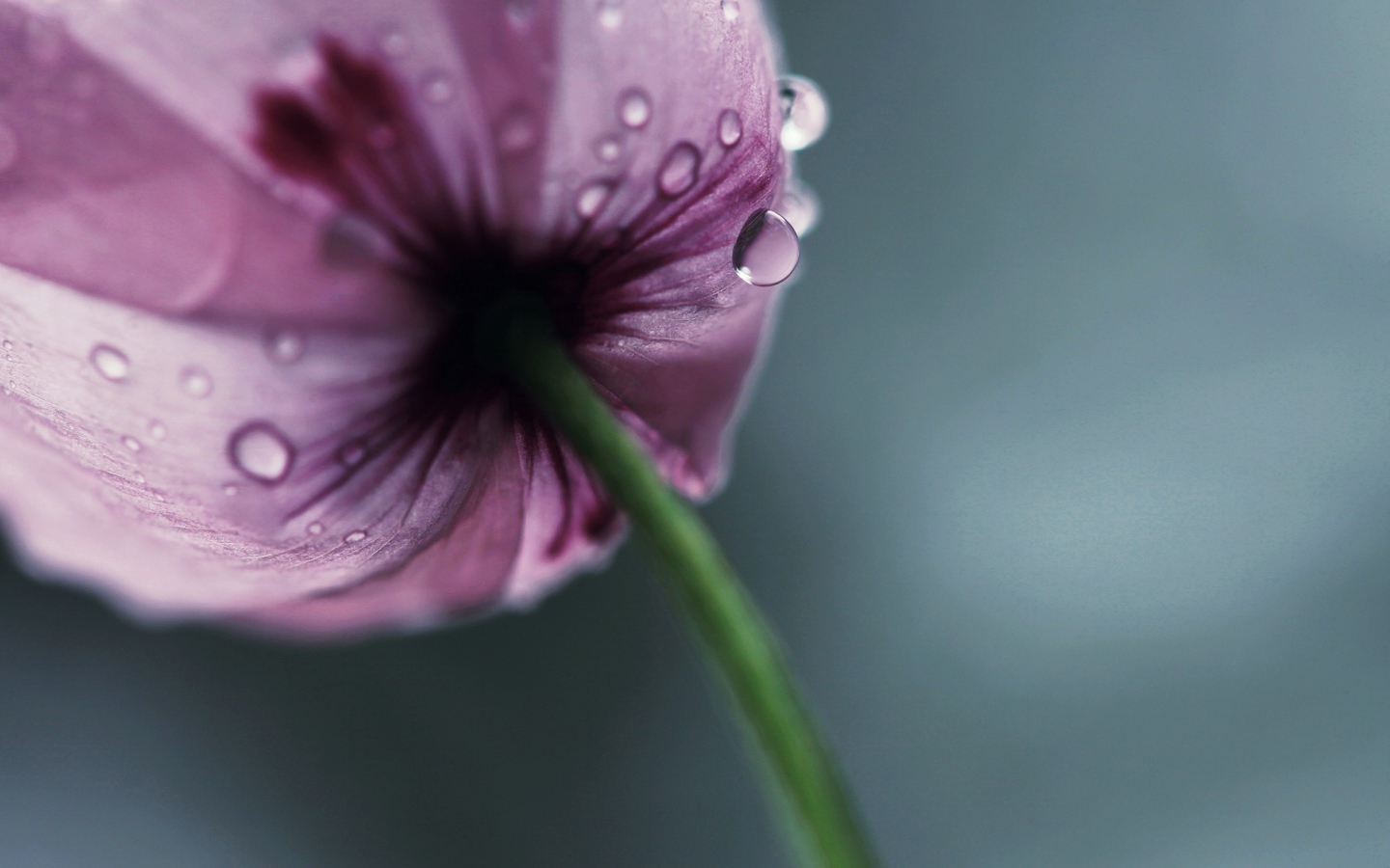 Мокрый фиолетовый тюльпан