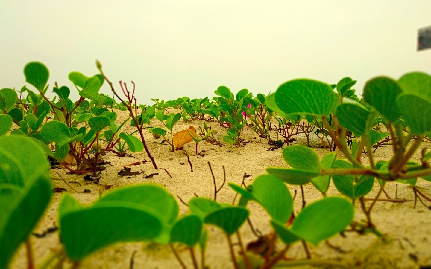 Lotus flowers grow in the sand Desktop wallpapers 1440x900