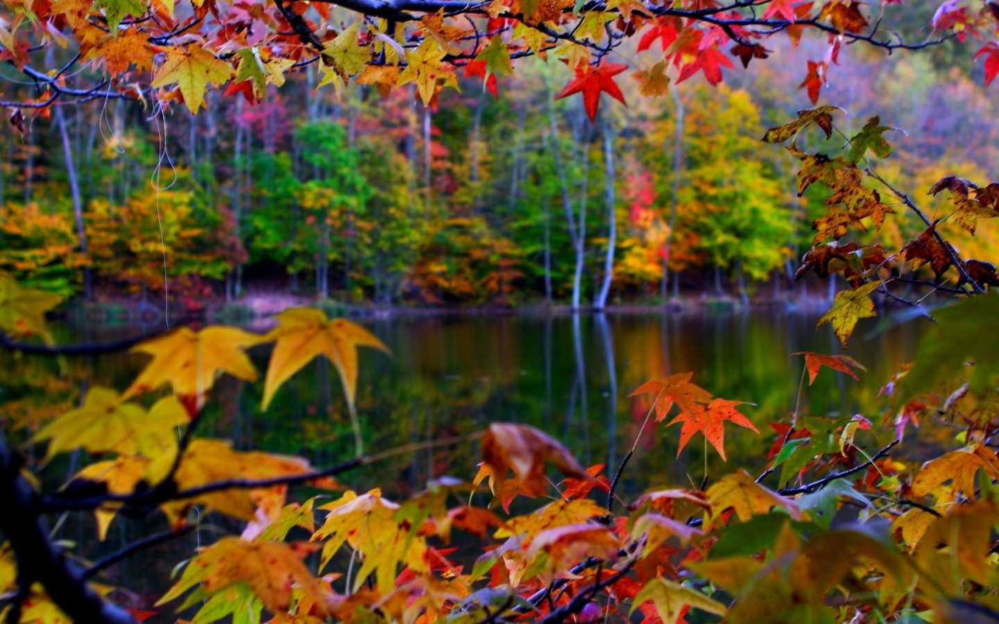 Листья на осенних деревьях у реки