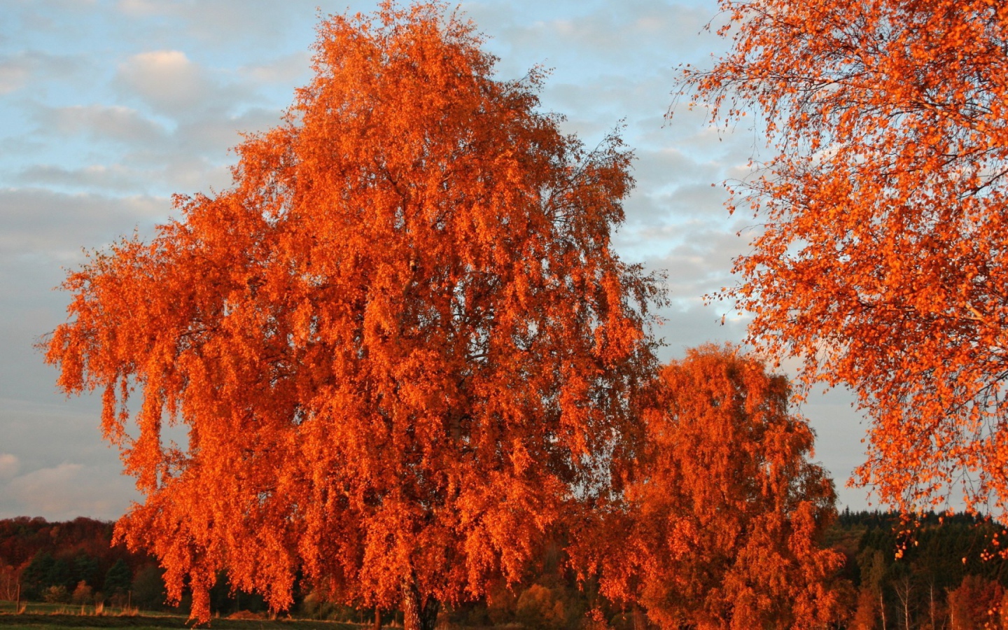 Оранжевая листва на осенних деревьях