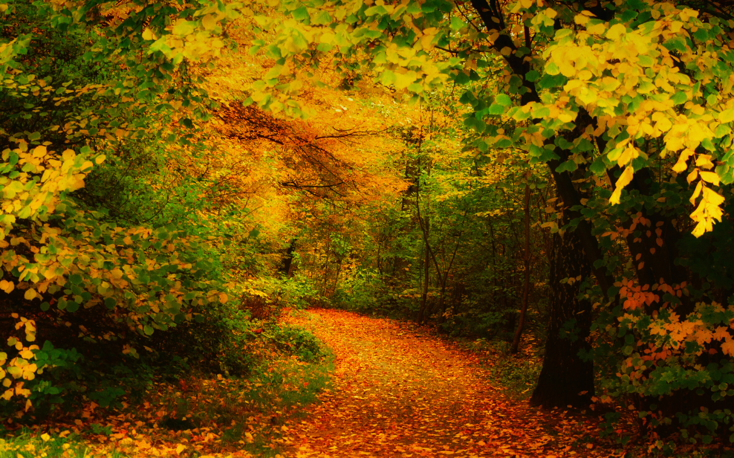 Дорога засыпана желтыми листьями