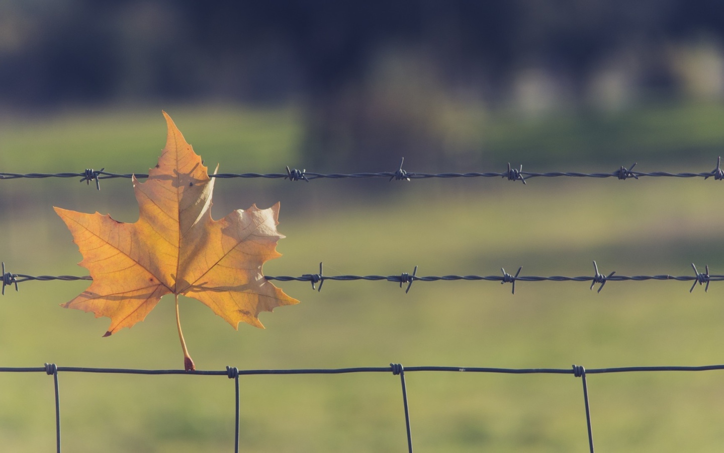 Yellow leaves in the barbed wire fence