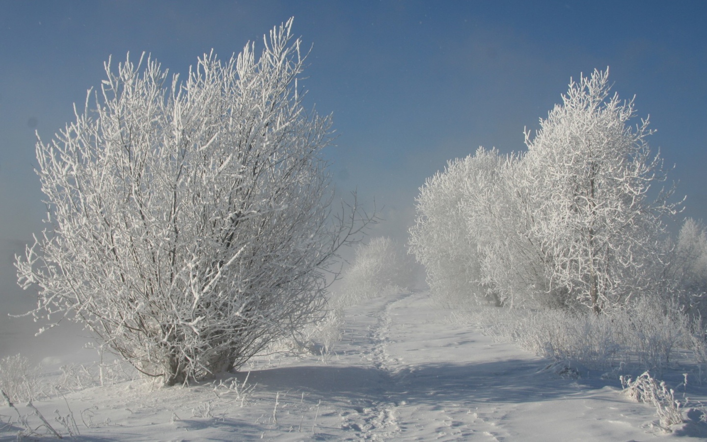 Тропа животных среди зимних деревьев