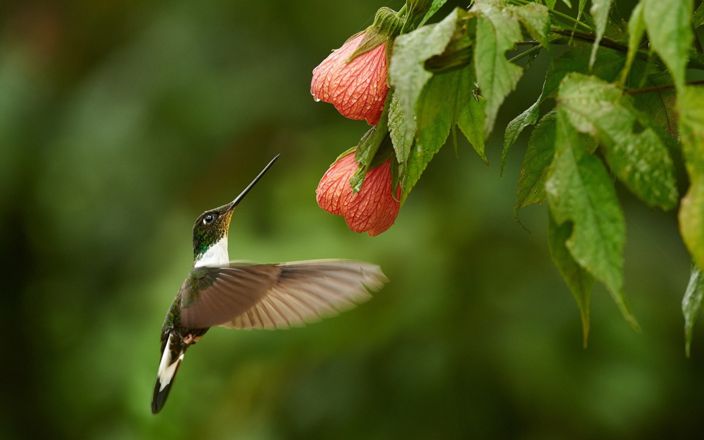 Птица колибри собирает нектар с красного цветка