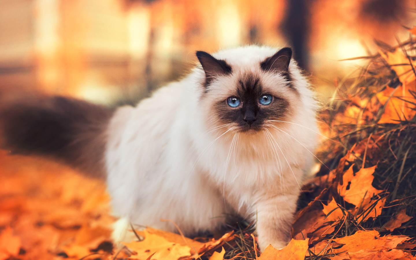 Породистый сиамский кот с голубыми глазами гуляет по желтой листве