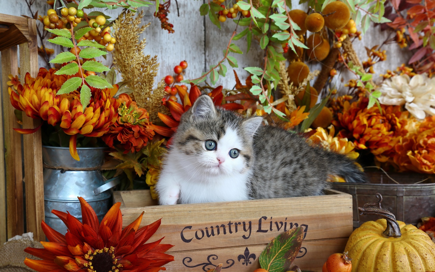 Красивый маленький котенок в деревянном ящике с цветами