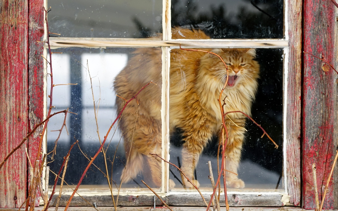 Пушистый рыжий кот зевает в окне