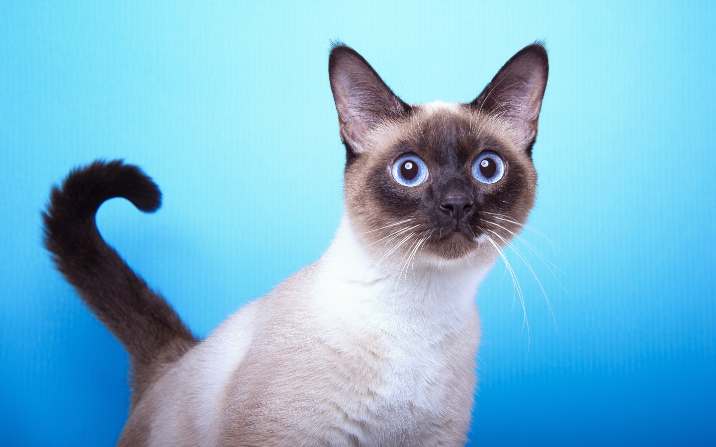 Испуганный сиамский голубоглазый кот на голубом фоне