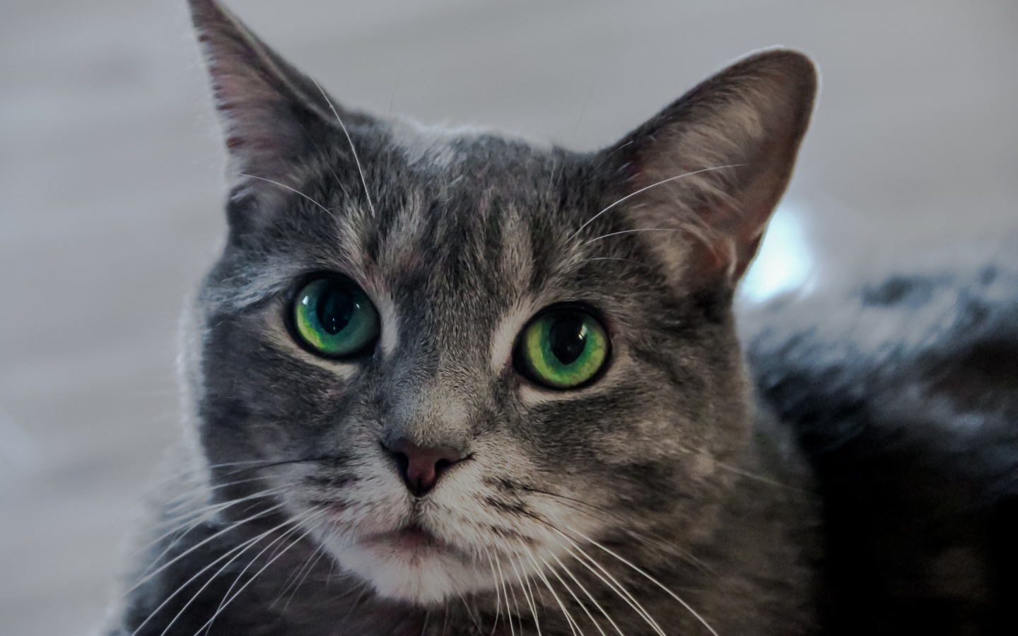 Морда серого кота с большими зелеными глазами 