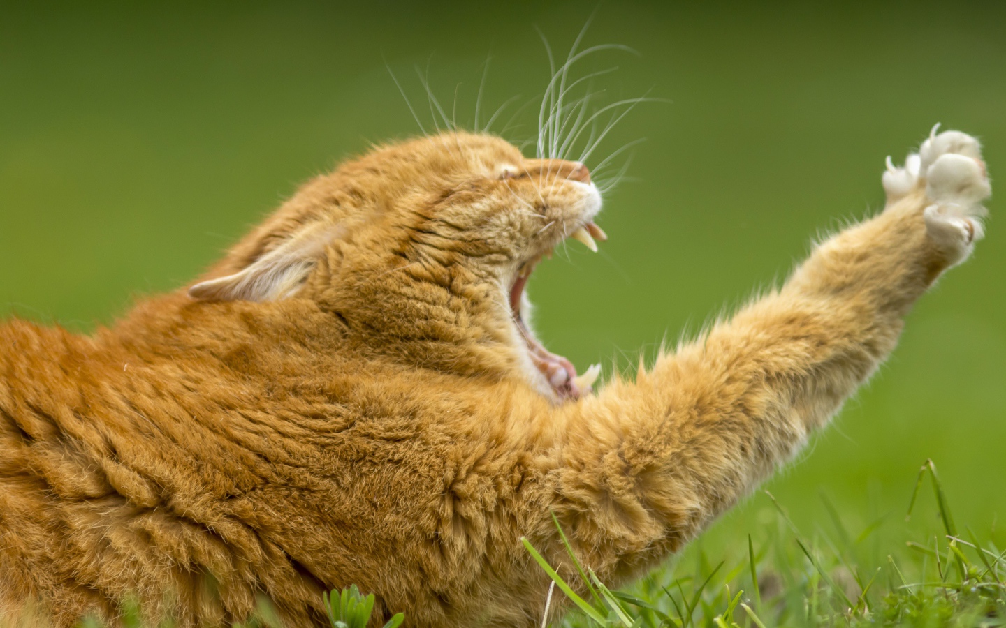 Redhead yawning cat on green grass