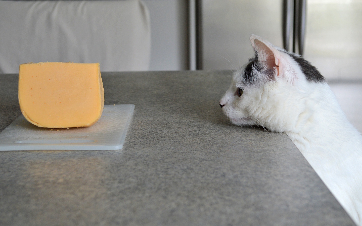 Кот смотрит на кусок сыра на столе