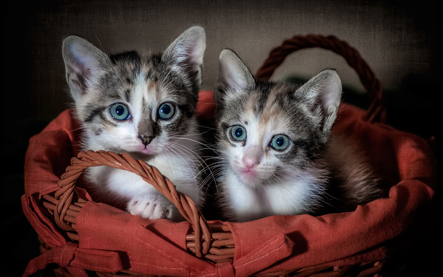 Два маленьких котенка в большой корзине 