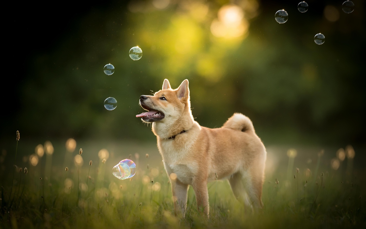 Собака породы акита ину ловит мыльные пузыри