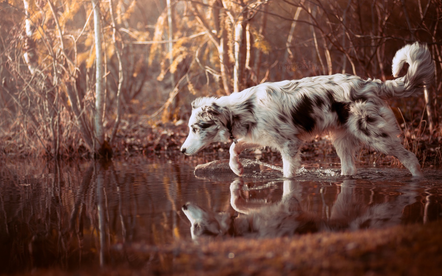 Собака породы Австралийская овчарка стоит в воде