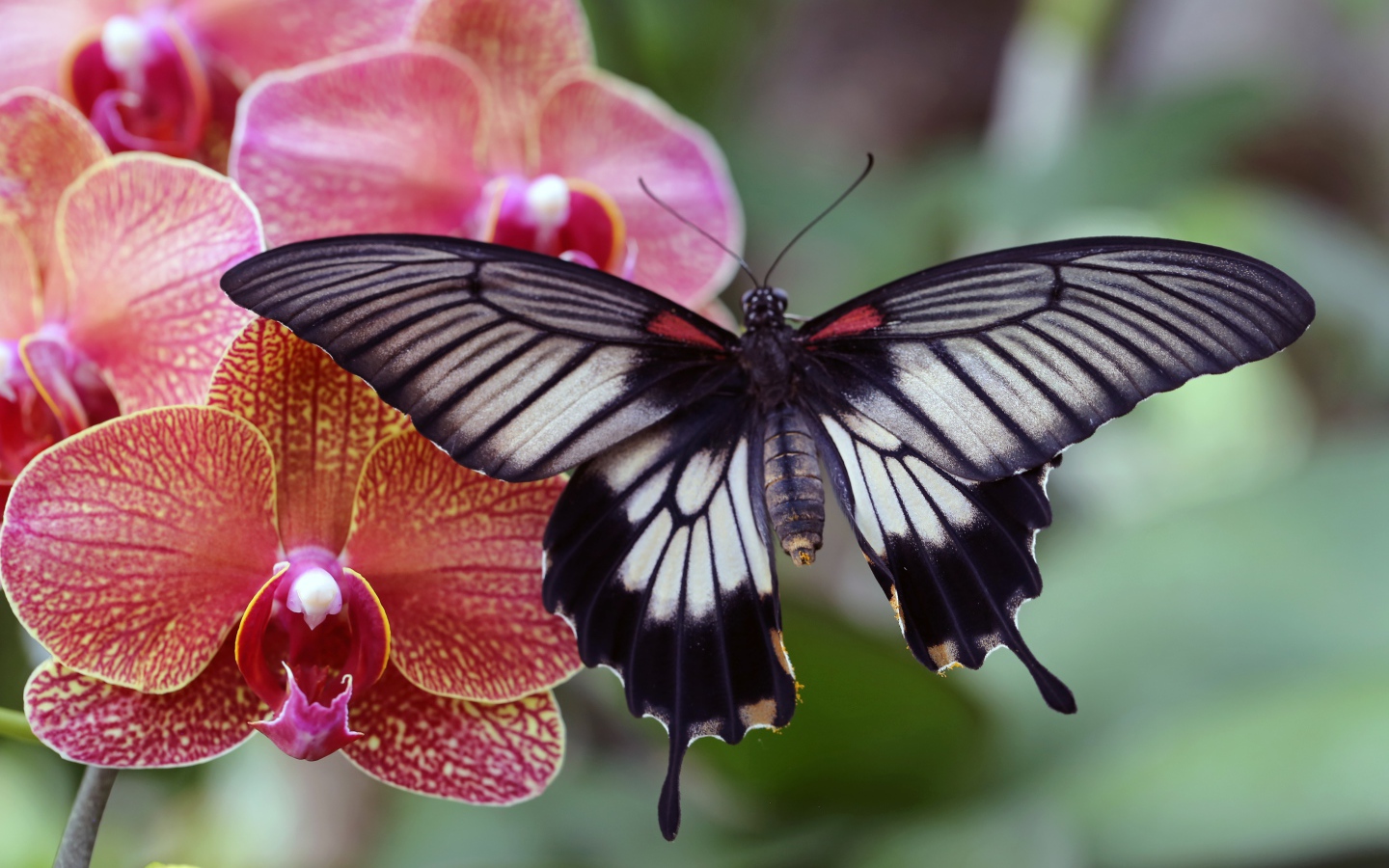 Beautiful butterfly sitting on a flower of a pink orchid