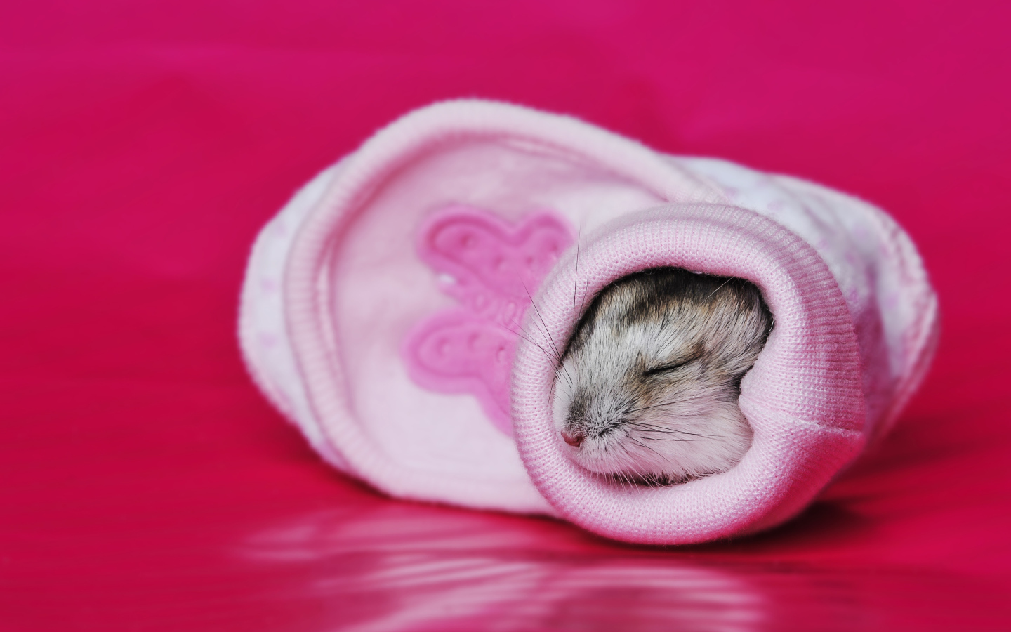 A little cute hamster is sleeping in a pink sock