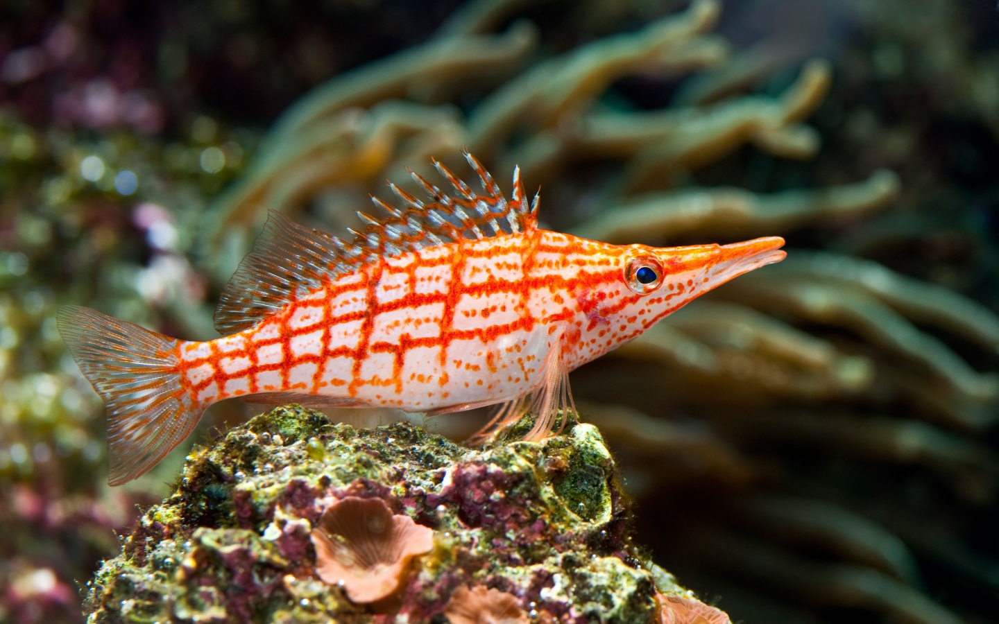 A beautiful long-winged curdress underwater