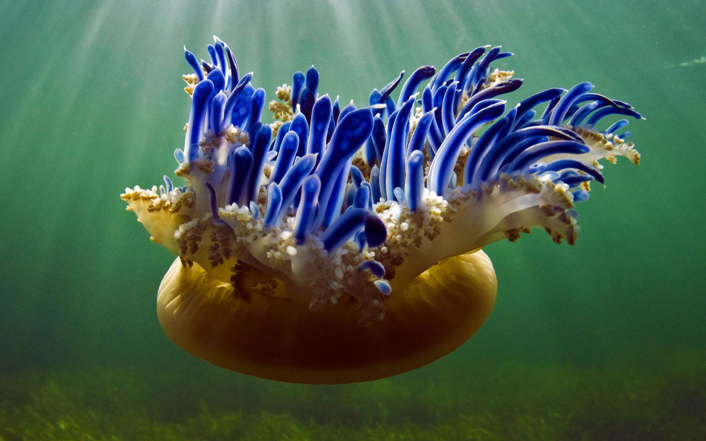 Красивая необычная медуза Кассиопея 