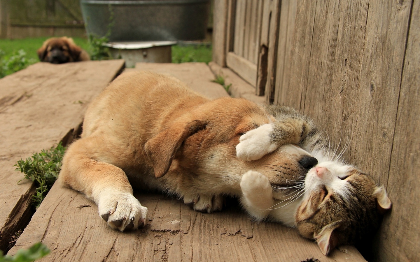 Спящий кот обнимает собаку за морду 