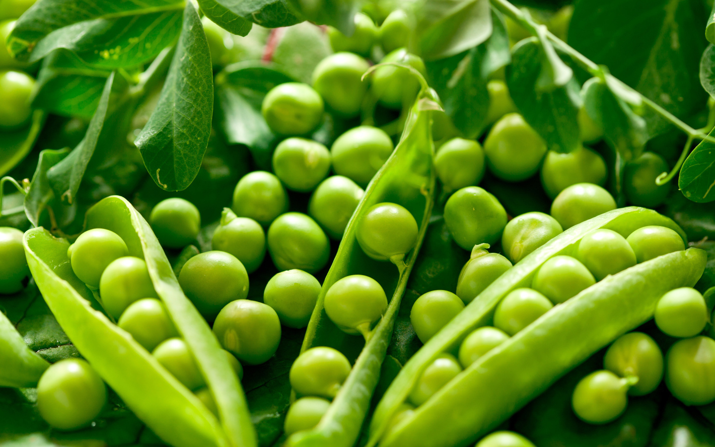 Fresh green peas close-up