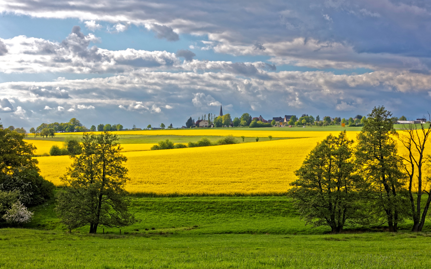 Желтое рапсовое поле в лучах солнца под голубым небом