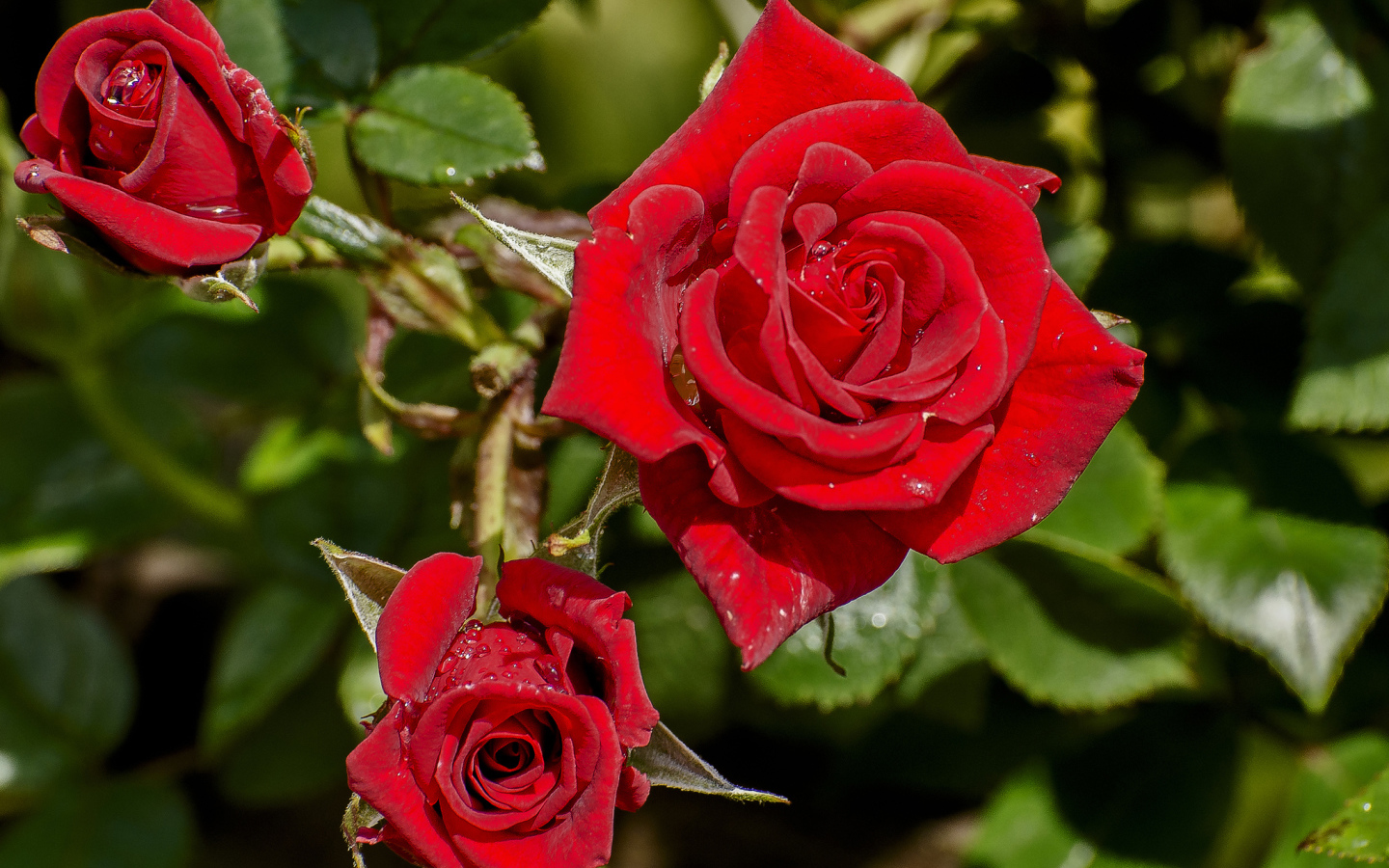 Красивые красные розы в каплях росы на клумбе