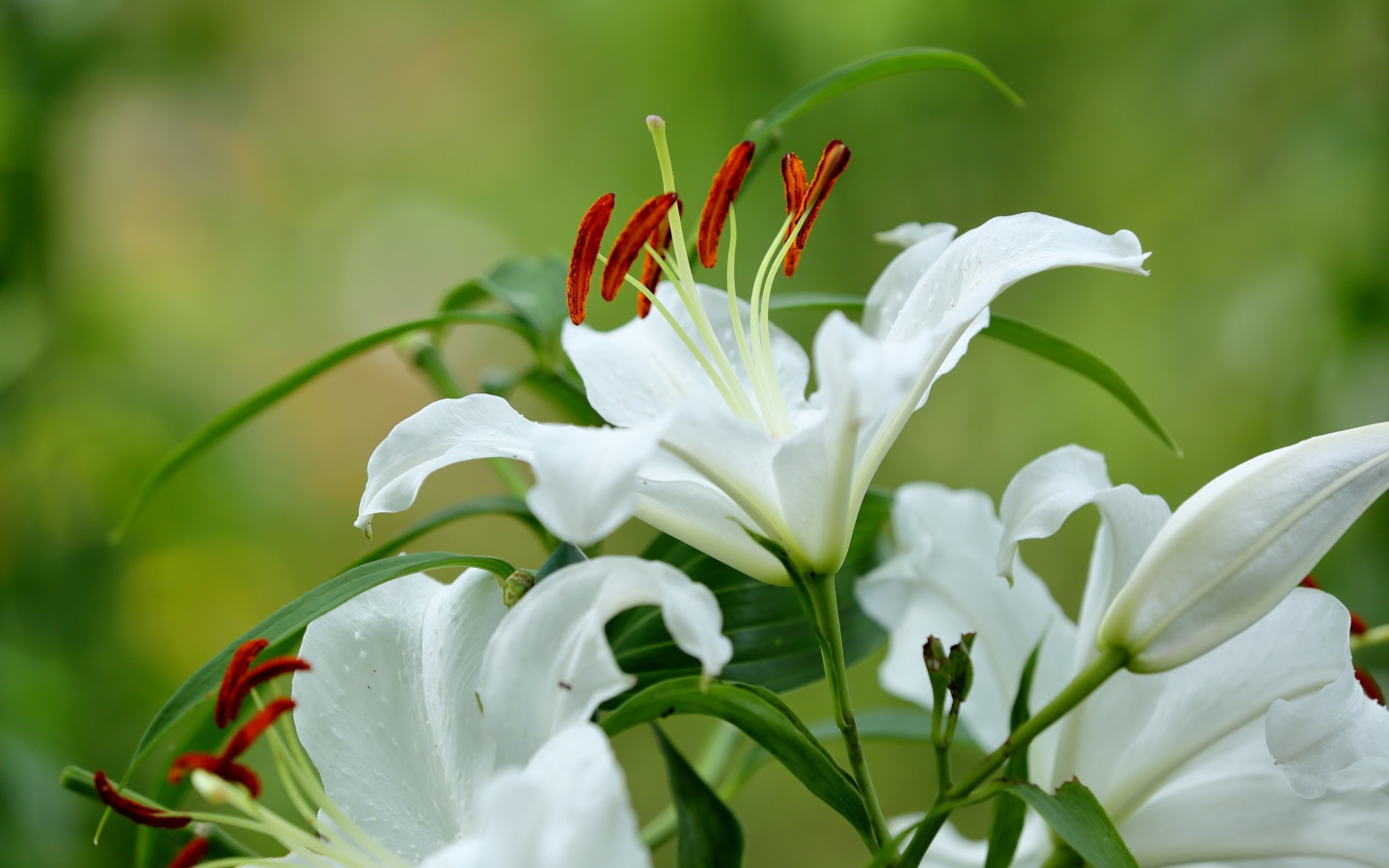 Красивый белый цветок лилии с бутонами и зелеными листьями