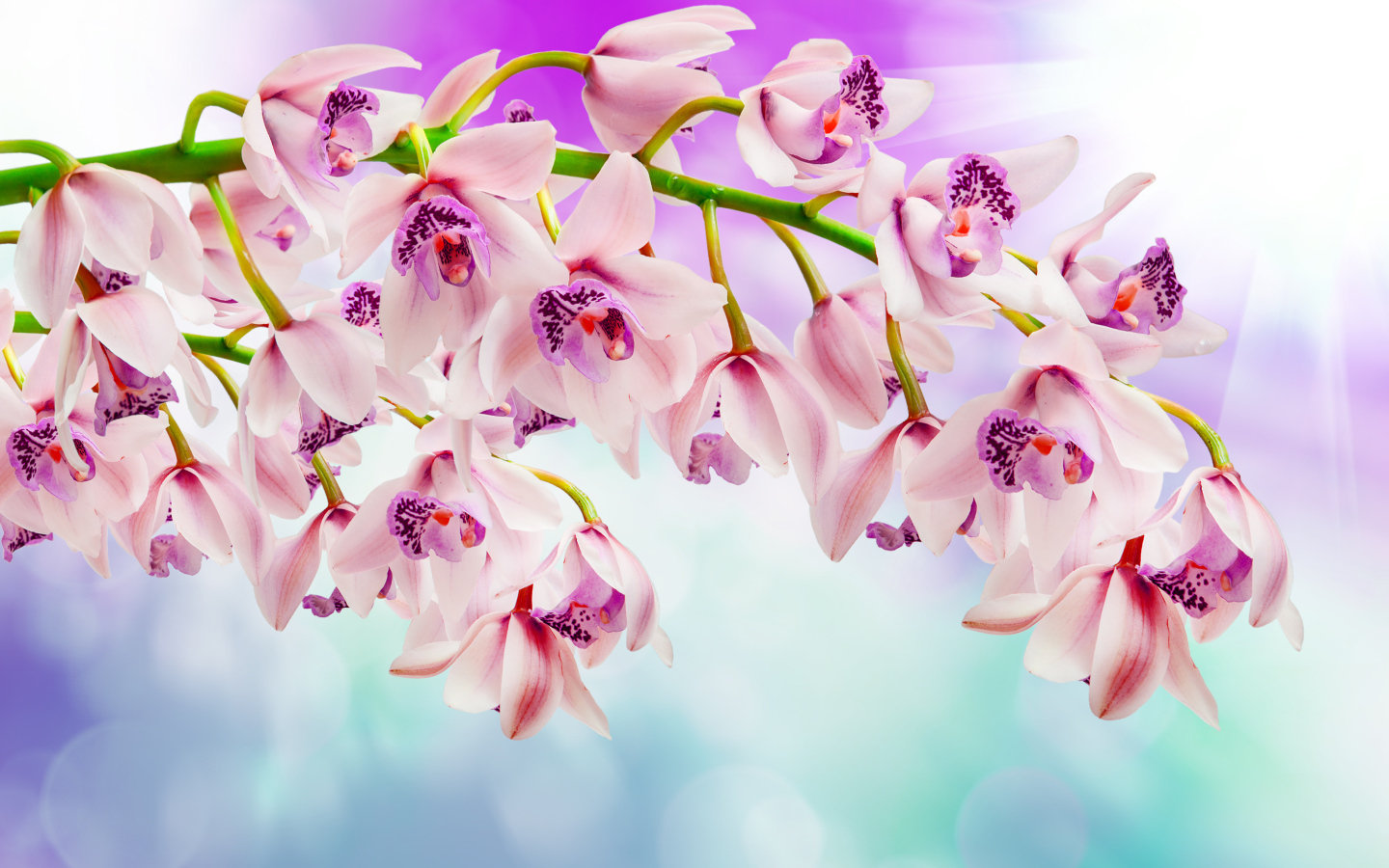 Нежные розовые орхидеи 