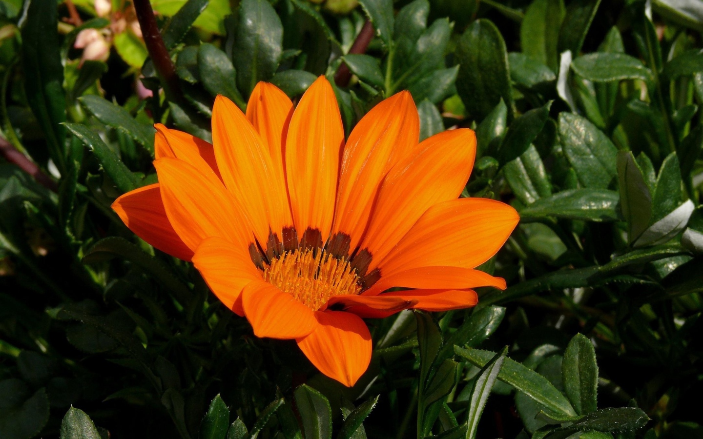 Оранжевый цветок газания крупным планом